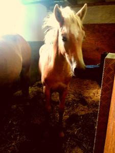 Altri animali domestici presso l'agriturismo o nei dintorni