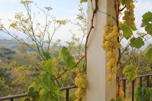 Une bande de raisins suspendus à un poteau dans l'établissement Pekko, à Spello