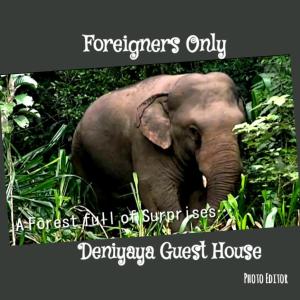 Fotografie z fotogalerie ubytování Deniyaya Guest House v destinaci Deniyaya