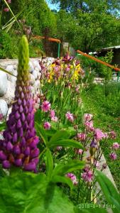 un jardín con un ramo de flores en un patio en Resort 10, en Cholpon-Ata