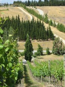 a vineyard with trees and a road in the background at Hawkdun Rise Vineyard & Accommodation in Alexandra