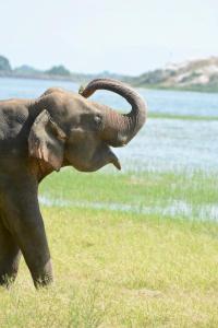 Gallery image of Primate Centre in Polonnaruwa