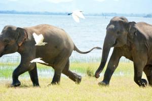 two elephants walking in a field with birds at Primate Centre in Polonnaruwa