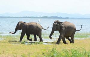 two elephants walking in a field near a body of water at Primate Centre in Polonnaruwa