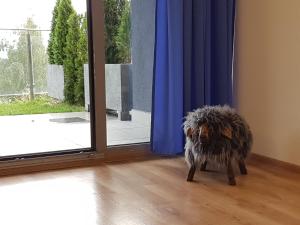 Gæludýr sem dvelur með gesti á Apartament Widokowy Wisła