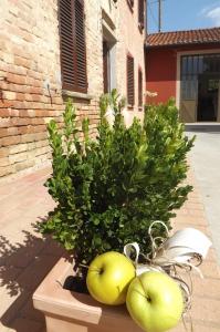 San Marzano Oliveto的住宿－Poderi Sartoris，一组绿色洋葱坐在植物旁边