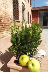 Kép Poderi Sartoris szállásáról San Marzano Olivetóban a galériában