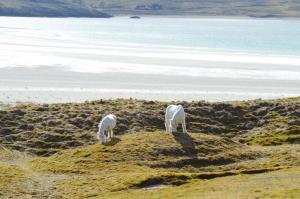 two white goats grazing on a hill near the ocean at George's House - 1 Leacklee in Manish