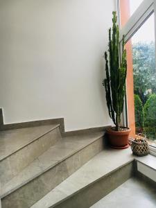 a staircase with a plant and a window at Bruno Apartment in Cluj-Napoca