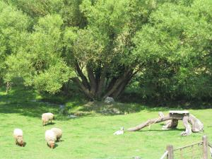 three sheep grazing in a field next to a tree at Energîte in Tillet