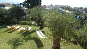 a group of lawn chairs and an olive tree at Nefele's Apartments in Ýpsos