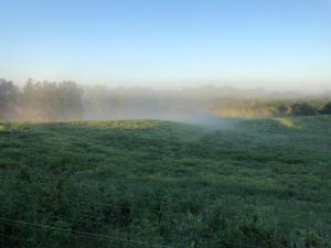 a field with fog in a field with trees at Hotel Lexihill in Lexington