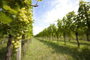 Kép Alloggio Agrituristico CORTE SAN BIAGIO szállásáról Corno di Rosazzóban a galériában
