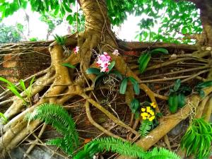 Jardí fora de Meinong Yun Shanju Homestay