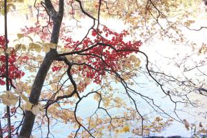 Φωτογραφία από το άλμπουμ του Country Inn Mori no Gorilla σε Kitashiobara