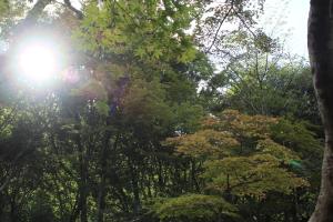 een groep bomen waar de zon doorheen schijnt bij Arima Onsen Koki in Kobe