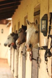 Altri animali domestici presso il lodge o nei dintorni