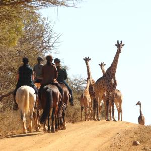 Altri animali domestici presso il lodge o nei dintorni