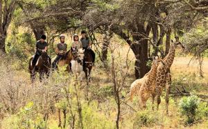 Altri animali domestici presso il lodge o nei dintorni