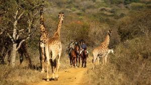 Altri animali domestici presso il lodge o nei dintorni
