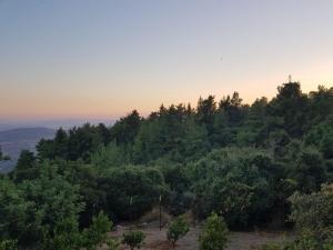 an overview of a forest of trees at sunset at Bloom's Studio הסטודיו של בלום in Amirim