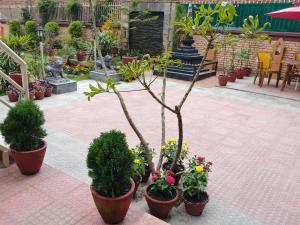 a group of potted plants on a brick patio at Aarya Chaitya Inn in Kathmandu