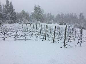 Windrush on Hogsback v zimě