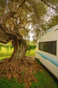 a large tree growing next to a camper parked under a tree at S3 Seahorse Beach Club in Oludeniz