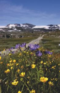 a field of purple and yellow flowers in a field at Lia Fjellhotell in Geilo