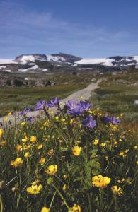 un campo de flores púrpuras y amarillas en un campo en Lia Fjellhotell, en Geilo