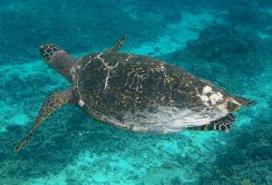 a green sea turtle swimming in the water at Meno Madia Bungalows in Gili Meno