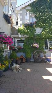 Domácí mazlíčci ubytovaní s hosty v ubytování Brandon View House B&B