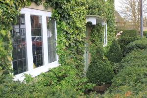 a house covered in ivy with a white window at IVY COTTAGE B and B in Buckingham
