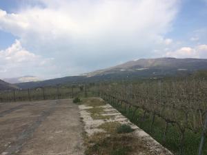 una strada in un vigneto con una recinzione di Il vigneto a Sessa Aurunca