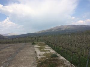 a road in a vineyard with a fence at Il vigneto in Sessa Aurunca