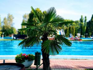 a palm tree in front of a swimming pool at Hotel Forras in Komárom