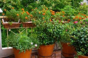 un groupe de pots remplis de fleurs dans un jardin dans l'établissement Cozy Maisonette, à Kamena Vourla