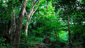 Fotografie z fotogalerie ubytování Forest West Nishi v destinaci Nakijin