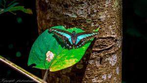 Fotografie z fotogalerie ubytování Forest West Nishi v destinaci Nakijin