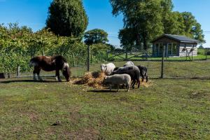 a group of horses and sheep eating hay in a field at La Vie en Rose - a fully equipped pet friendly contactless house with fenced garden between the fields in Torhout