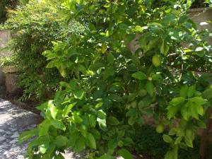Zahrada ubytování Al verde limone