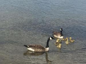 Galería fotográfica de Super Lake Edge Lodge en Rotorua