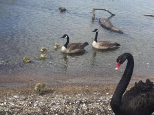 Galería fotográfica de Super Lake Edge Lodge en Rotorua