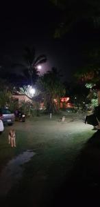 een paar honden die 's nachts in een tuin lopen bij Pousada Malea in Icaraí
