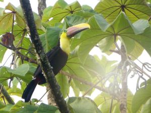 a yellow and black bird sitting on a tree branch at The Sunset Tucano Lodge in Drake