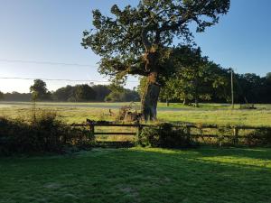 a tree in a field next to a fence at The Barn Tarporley in Tarporley