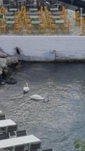 deux cygnes nageant dans une rivière avec des tables et des chaises dans l'établissement Esperides Sea, à Andros