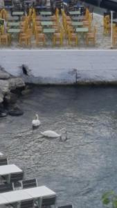 two swans swimming in a river with tables and chairs at Esperides Sea in Andros