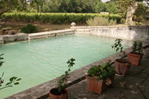 un bassin d'eau verte avec des plantes en pots dans l'établissement B&B Domaine Le Clos du Pavillon, à Brignoles