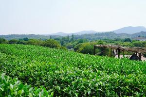 un campo di piante verdi con una casa sullo sfondo di The Mountain a Hangzhou